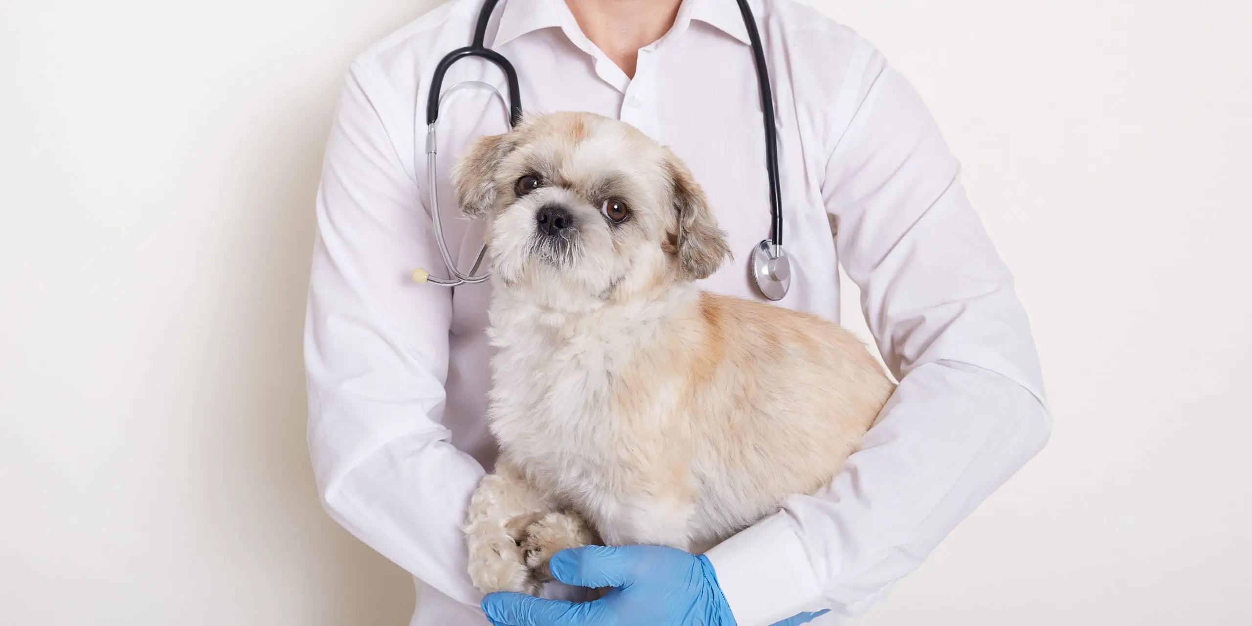 檢查進行前須先為狗狗建立完整資料，獸醫會先問診以了解狗狗的平時生活習慣，再藉由視診、觸診、聽診等方式，評估寵物基本的身體狀況。