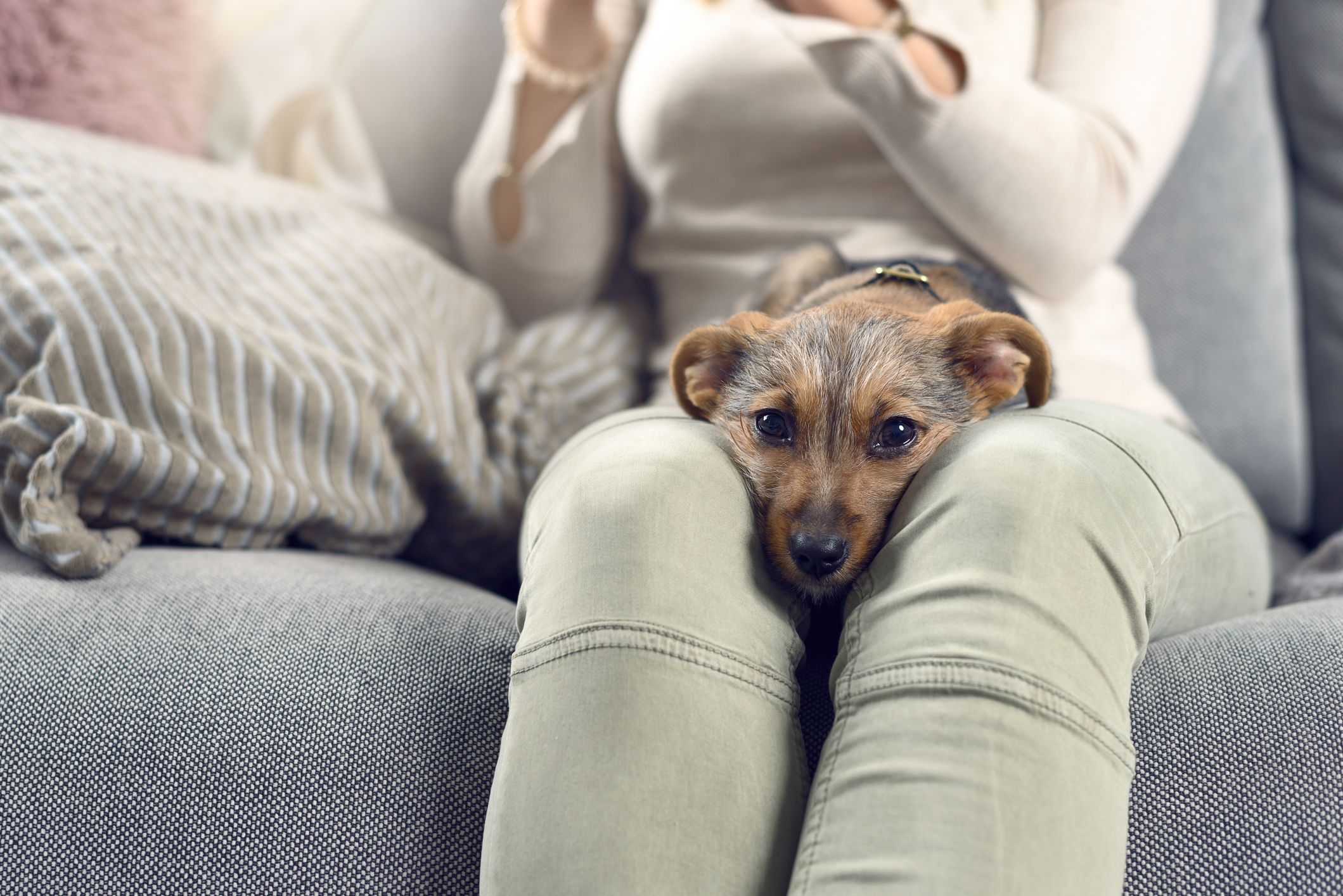 At this time, all pet owners must guide and train their dogs with good patience and love, and must not vent their anger on them or even abandon them.