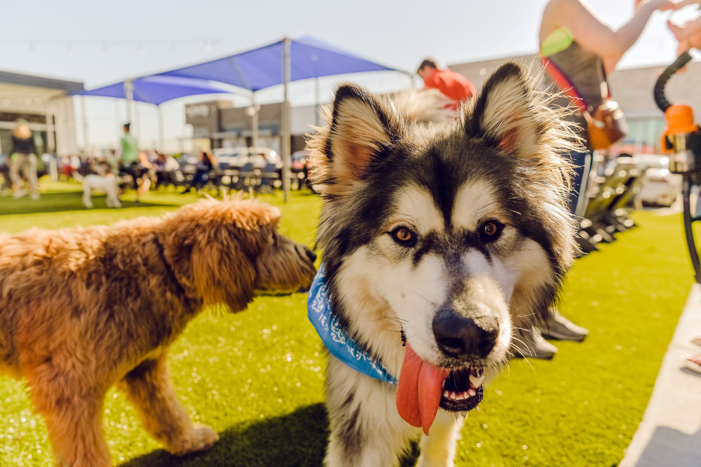 Dogs that have not been socialized are easily restless and fearful in new environments and people, or they may bark, run away, or attack each other.