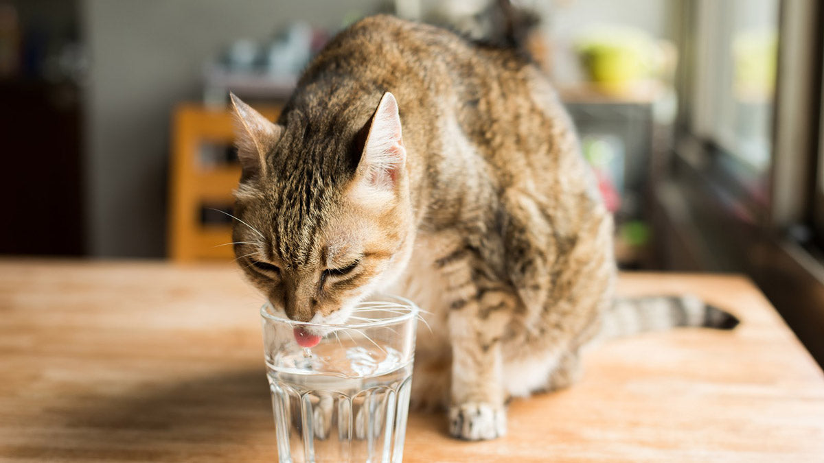 Note that the place where the water bowl is placed should not be too close to the cat litter, and it should not be in a place where family members come in and out frequently or where there are noisy noises.