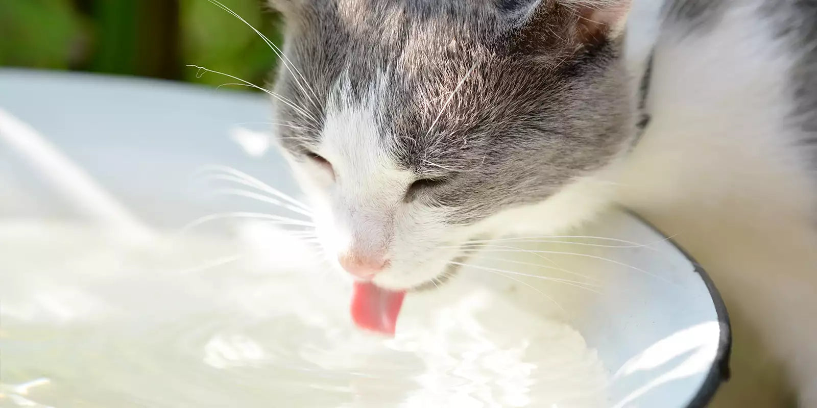 You can also make ice cubes from the water that has scalded the meat, add one piece to the water bowl every day, and change the drinking water frequently to keep it fresh. It depends on whether the cat can accept it, and the amount of water that can be added will vary.