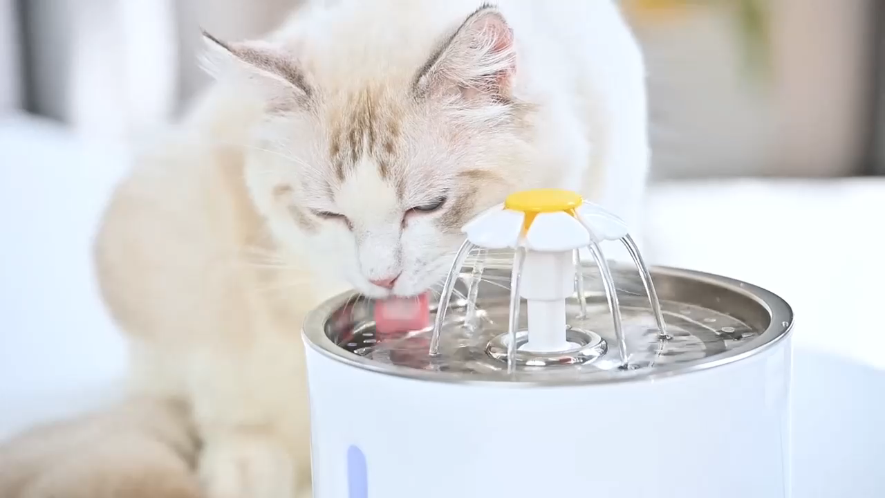 Cats think running water is fresher and safer