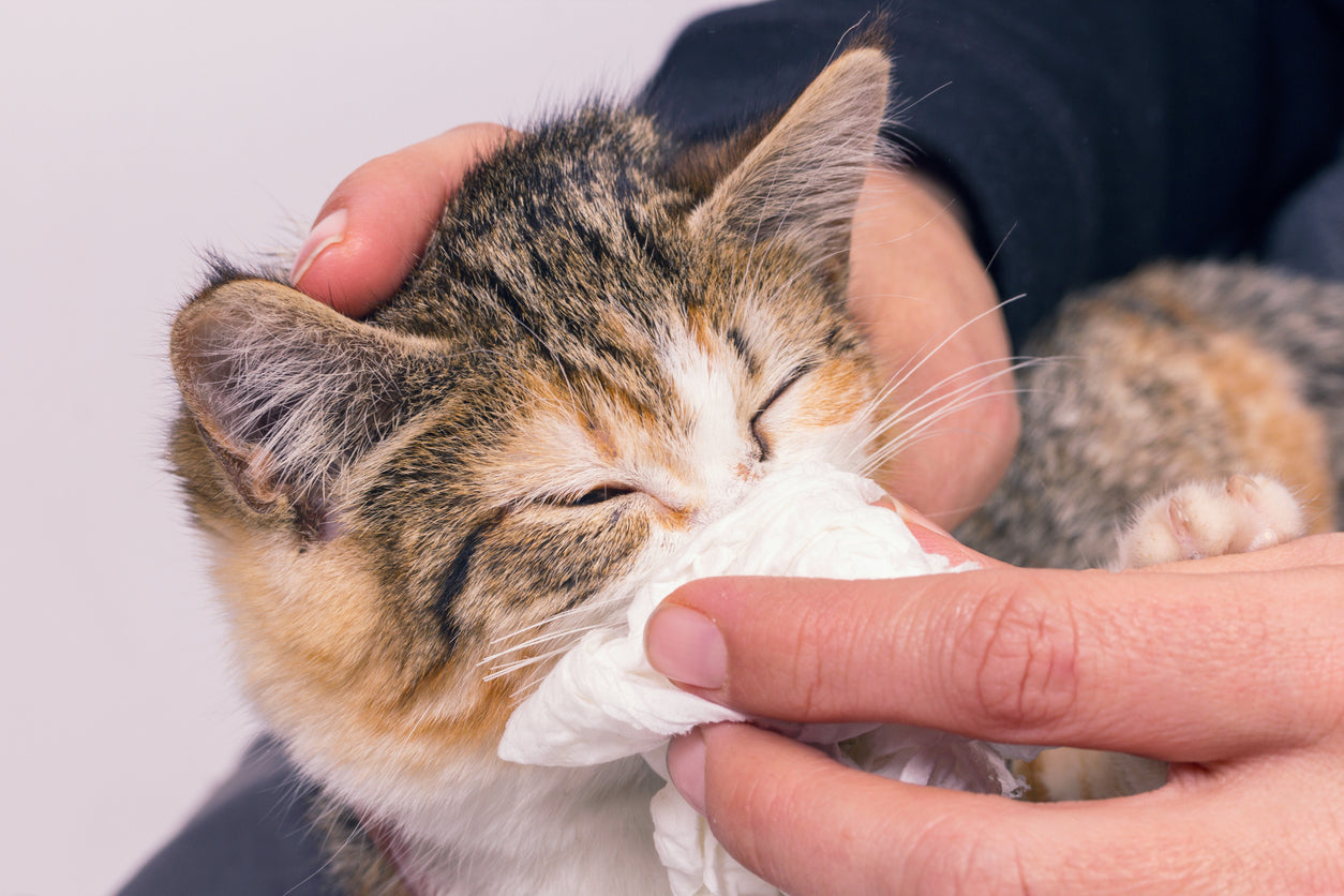 Although "air-conditioning disease" itself is not a real disease, it can easily lead to neurological disorders in cats, or make cats catch a cold.