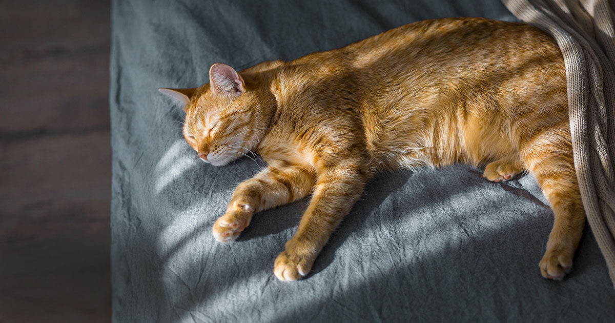 It’s summer in Hong Kong again, cats may be too hot to move or eat at home, and just want to lie on the tiled floor to enjoy the cool all day long.