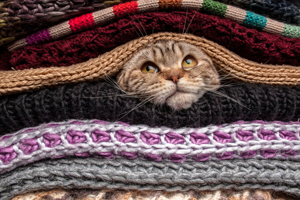 那種布做的小屋就很適合放在冷氣房角落給貓咪躲避，只要不被冷氣直吹，貓咪在裡面有自己的體溫通常不會感到太冷。