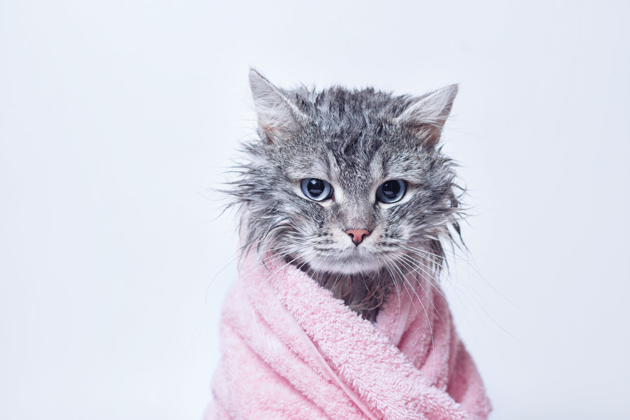 Most cats won't mind a little moisture on their fur, especially if they notice that the water from the towel cools them down.