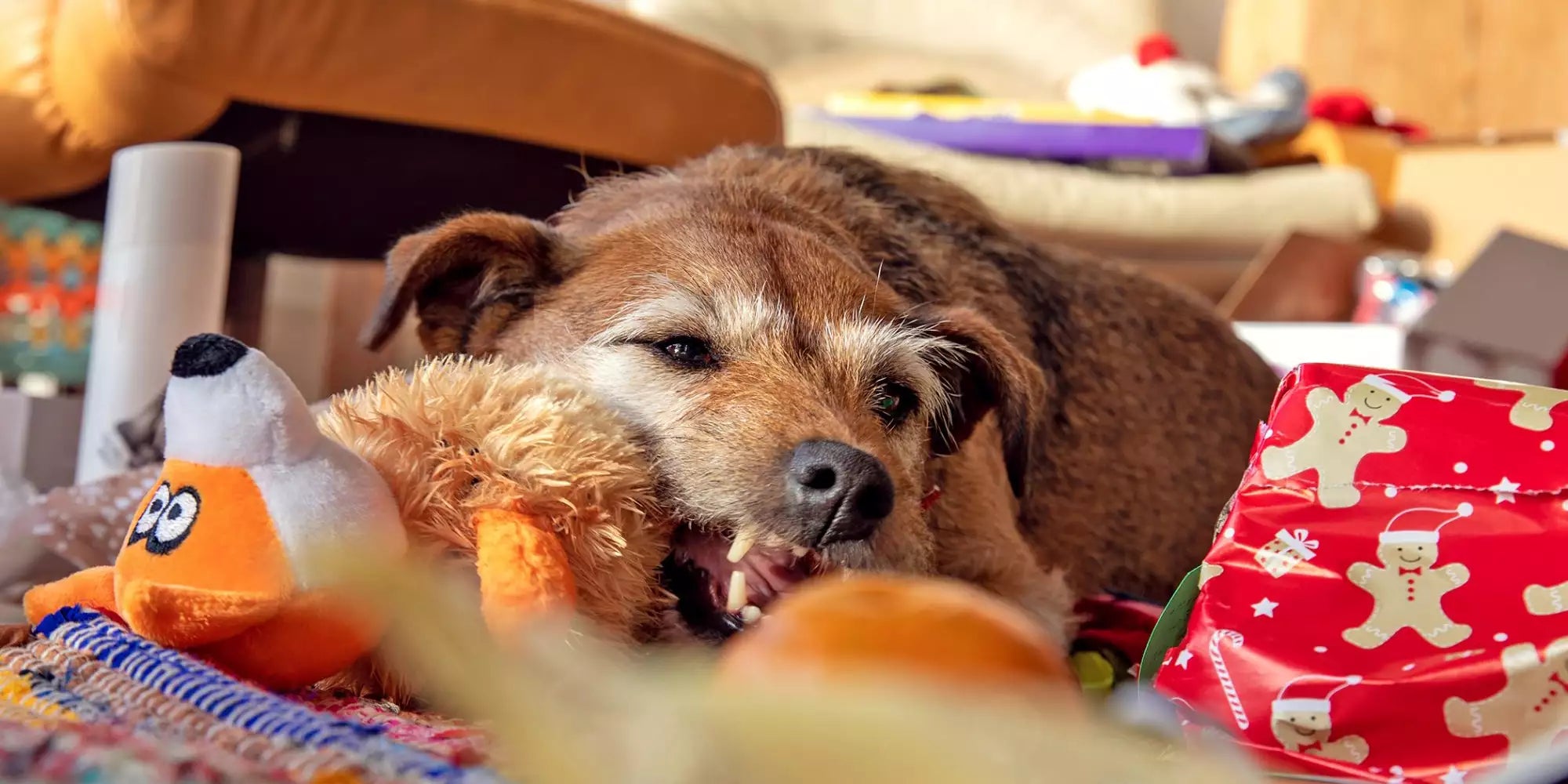 Don't want your furry child to be alone and have nothing to do? You might as well buy a range of toys that are full of fun and attractive, so that they can relieve their boredom and kill some time.