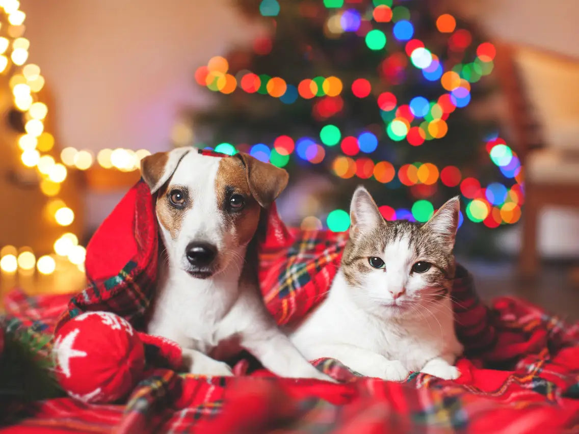 Although the owners and pets have no idea about the holiday, in fact, just by their excited reaction of shaking their heads and wagging their tails in circles after receiving the gifts, you can know that they actually really like Christmas, which is celebrated by everyone!