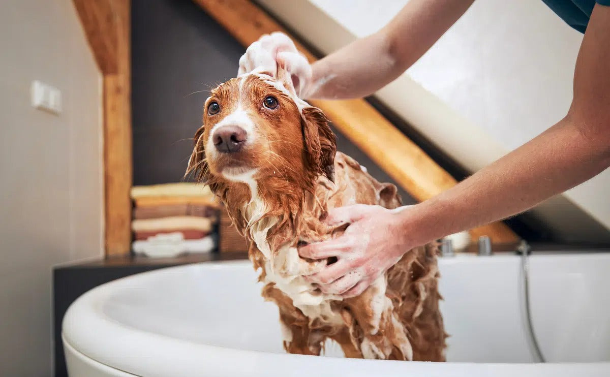 Excessive consumption of these waters can lead to electrolyte imbalances, gastrointestinal upset, or bacterial infections. In addition, avoid giving your dog too much food before and after swimming to avoid gastric torsion or vomiting.