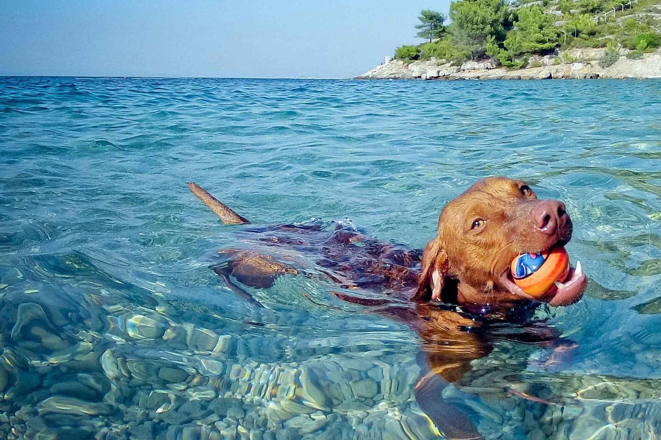 Not all waters are suitable for dogs to swim. In some places, there may be garbage, oyster shells, fish hooks and other dangerous objects, or the water quality is poor, which can easily cause injuries or bacterial infections to dogs.