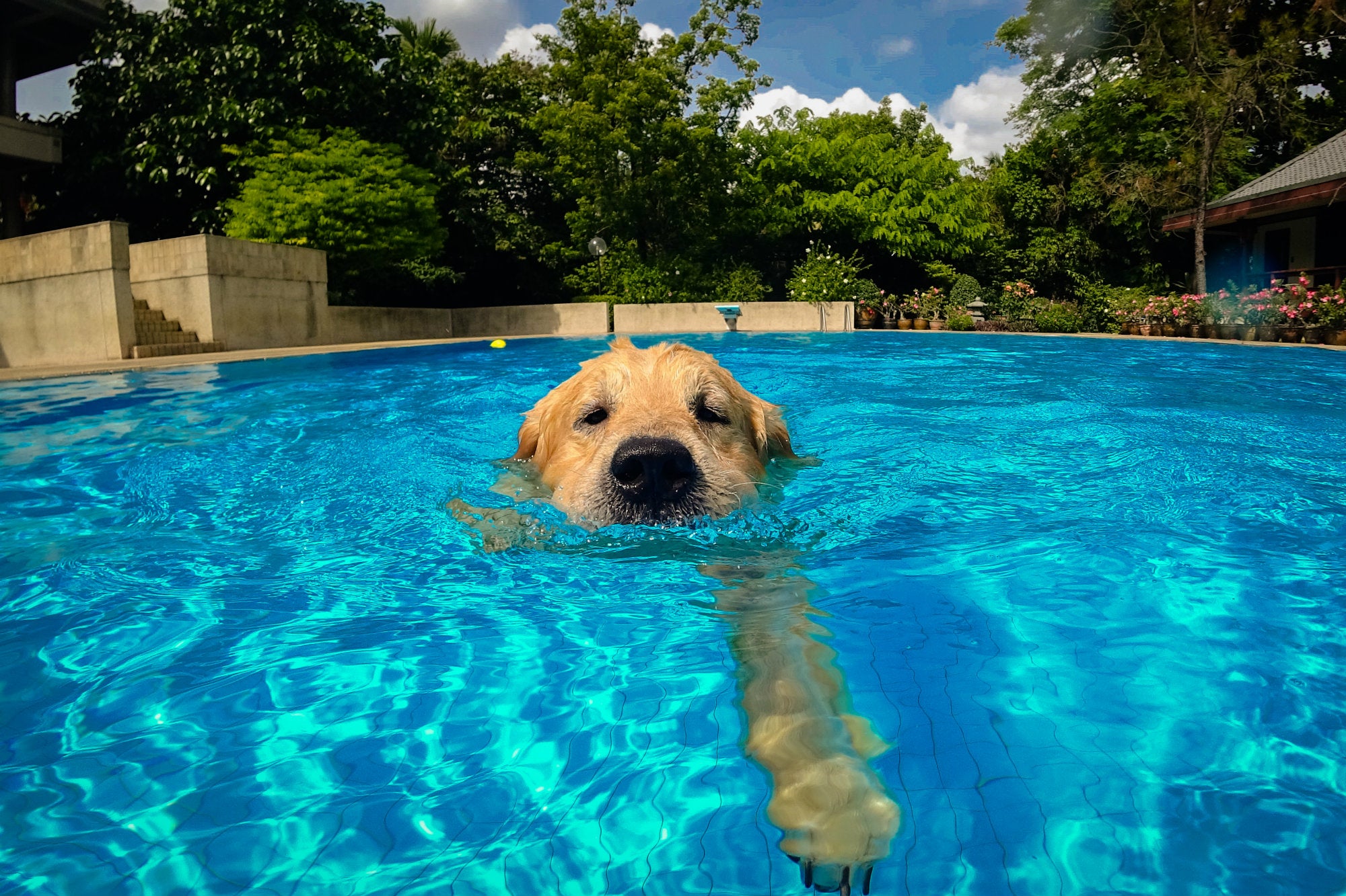 When taking your dog to the swimming pool, take your dog to see where the steps and ramps are after entering the water, so that he can know where to go up. In this way, whether it wants to stop swimming or accidentally falls into the water, it can leave the pool on its own.