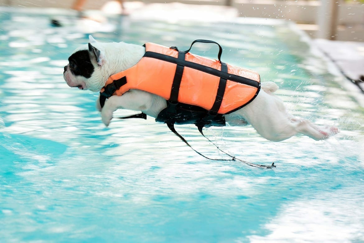 After swimming, be sure to rinse your dog's body with clean water to remove salt, sand, chemicals, etc. in the water, which can cause damage to your dog's skin and hair.