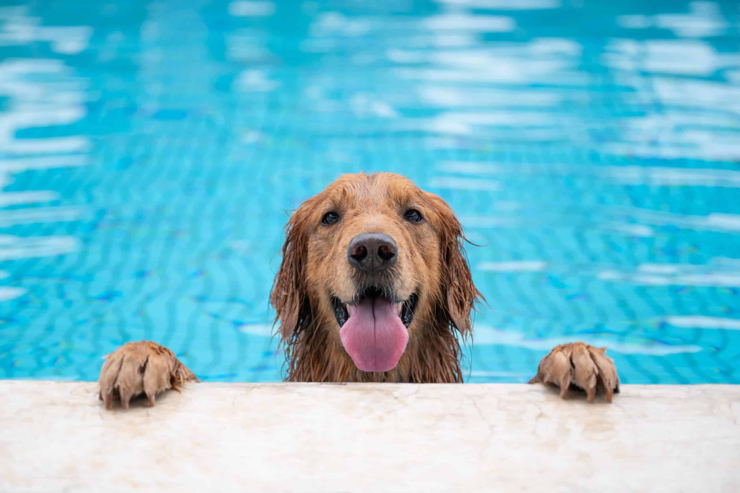 Summer is a good time for dogs and owners to play in the water together. It can also increase muscle strength, reduce joint pressure, practice body control, and cultivate a relationship with owners. However, while enjoying the coolness, you must also pay attention to the safety of your dog. and health.