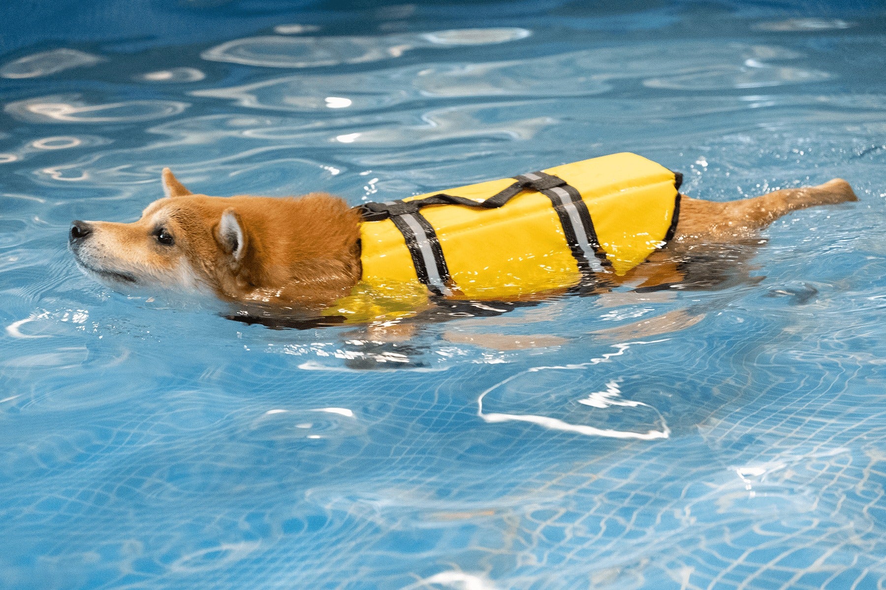 A life jacket helps a dog maintain balance and buoyancy, and also makes it easier for the owner to grab or pull it up.
