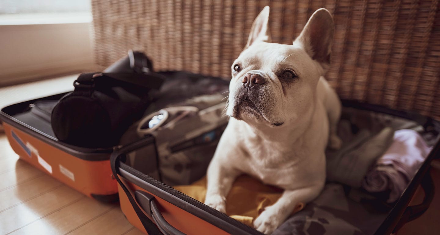 在決定去哪家寵物酒店之前，你需要先確認你的旅行計劃和時間，然後提前聯繫寵物酒店，了解他們的收費標準、入住要求、服務內容等信息，並且提前預約。