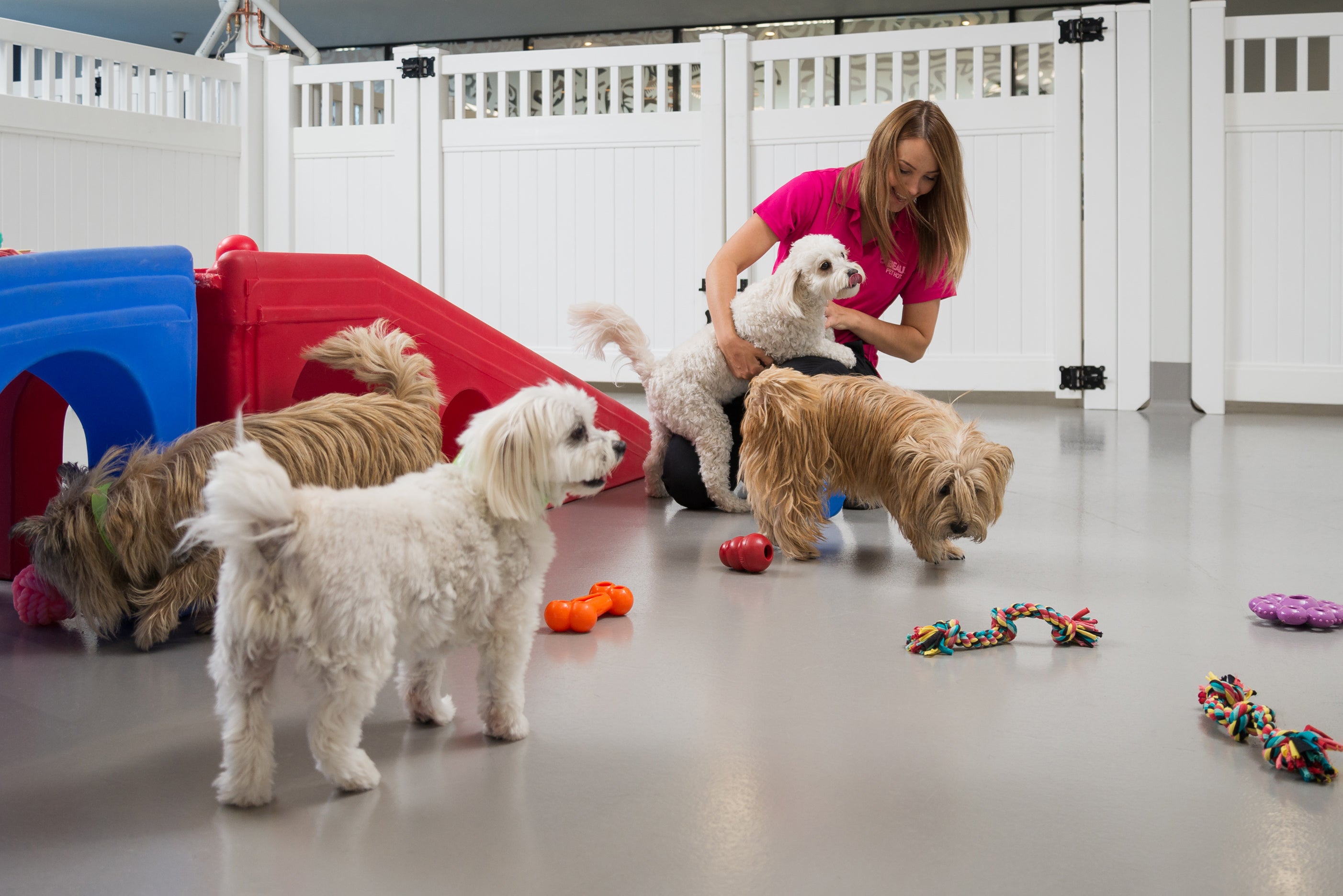 The room size, ventilation, and disinfection measures of licensed pet hotels are regulated, and pets are required to provide vaccination certificates.