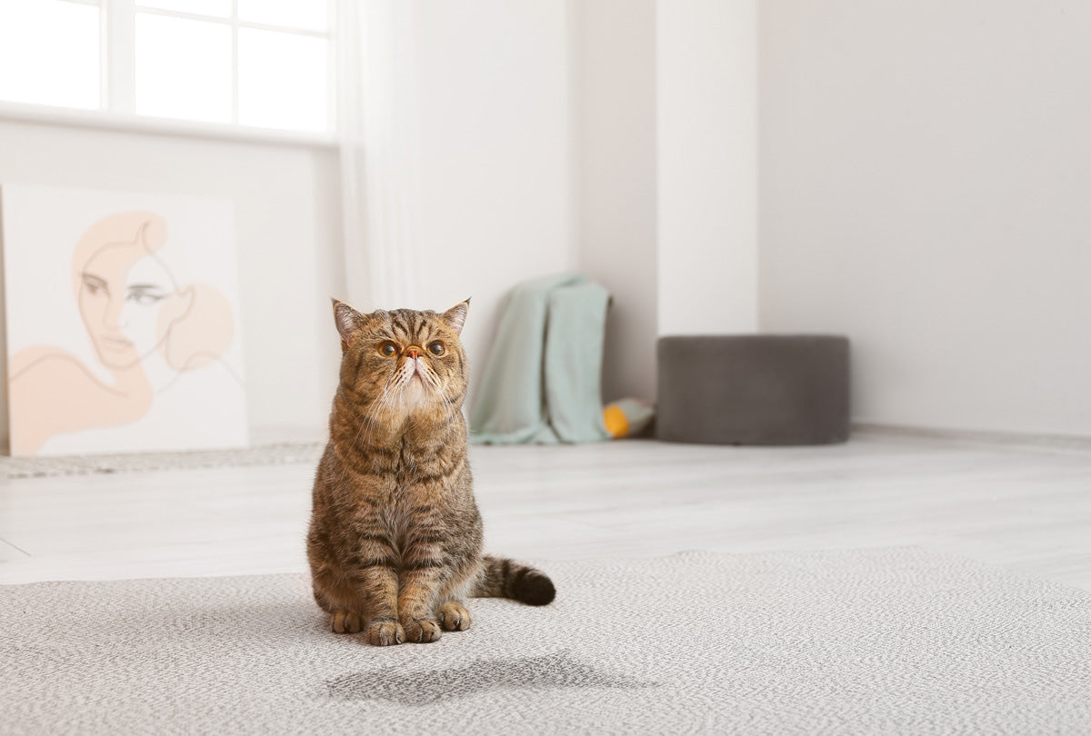 Behavioral characteristics of cats that are dissatisfied with the litter box include: not removing sand after going to the toilet, avoiding standing in the litter box, leaving the litter box and shaking their feet, etc.