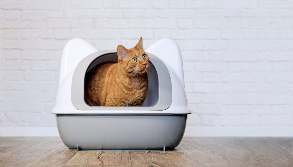 There may be many reasons why a cat urinates indiscriminately, such as physiological problems, environmental stress, unsuitable litter or litter box, etc.