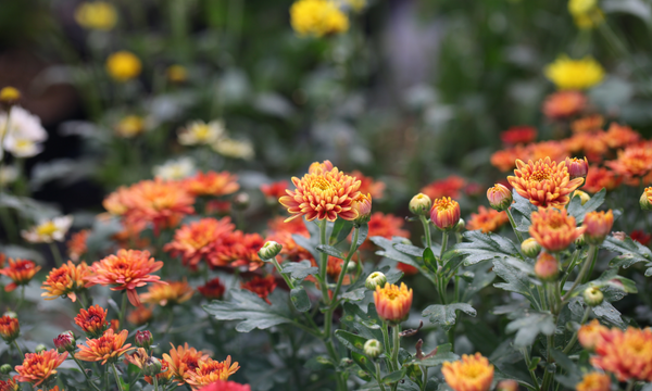 blooming orange and yellow flowers