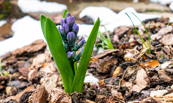 hyacinth on a flower bed covered in mulch