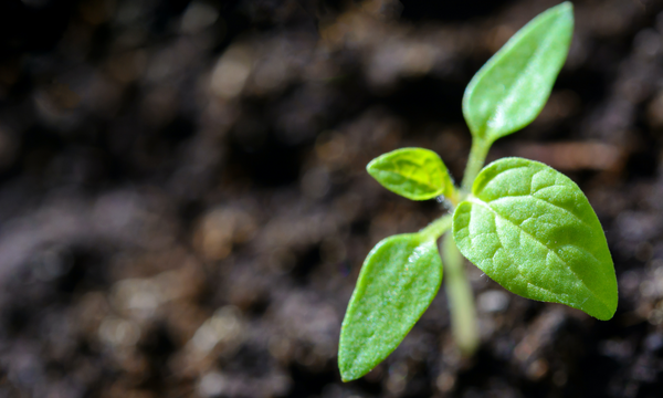 plant sprouting from the soil