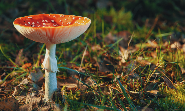 autumn mushroom bathed in golden sunshine