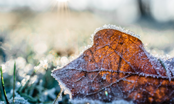 a leaf covered in frost