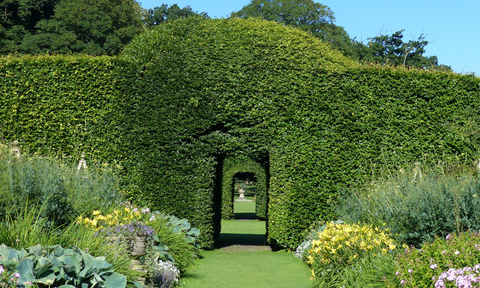 A path with herbaceous borders leading to a doorway made of shrubs at Levens Hall
