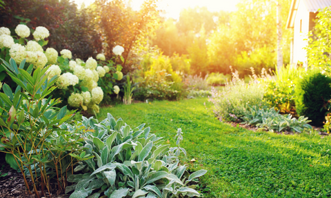 sunny garden with green lawn and blooming peonies