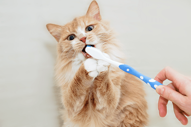 ペットの歯磨きは難しい！