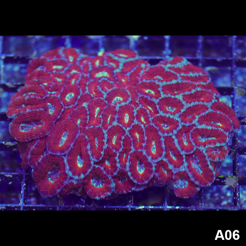 Item#A06RW0006(L) WYSIWYG Aussie Ultra Acan Lord Colony
