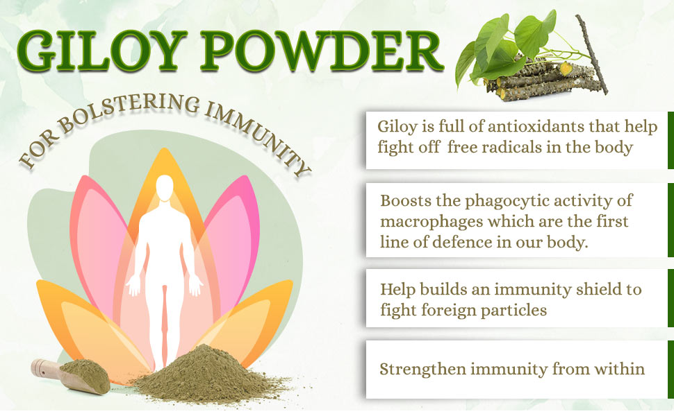 Giloy powder for immune support