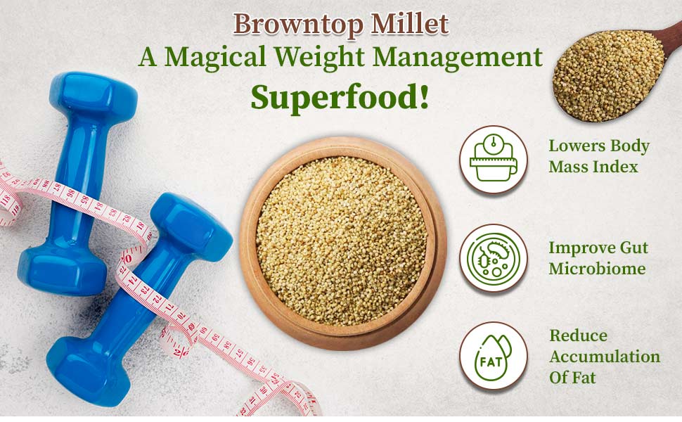 Brown top millet weight management superfood