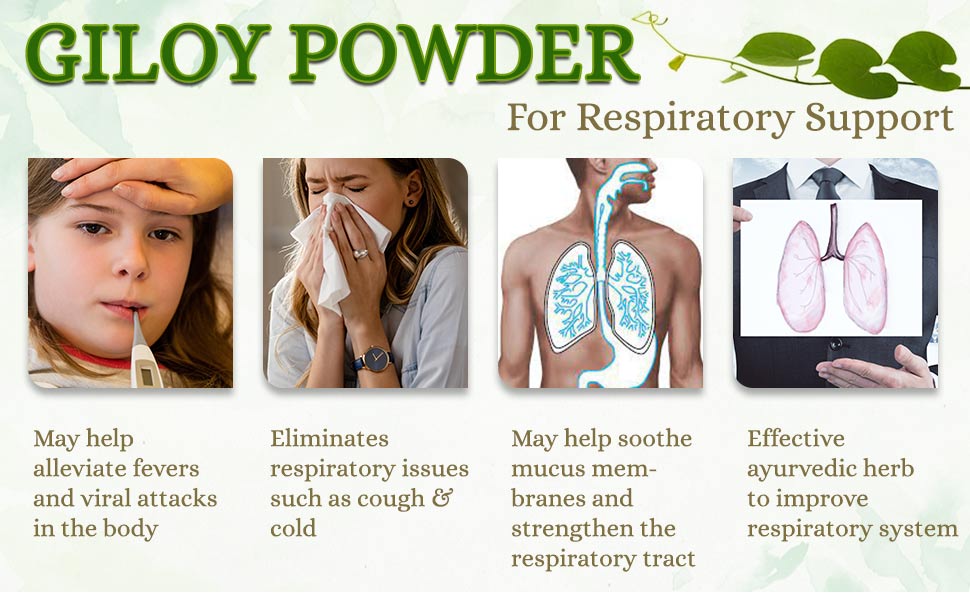 Giloy powder for respiratory health