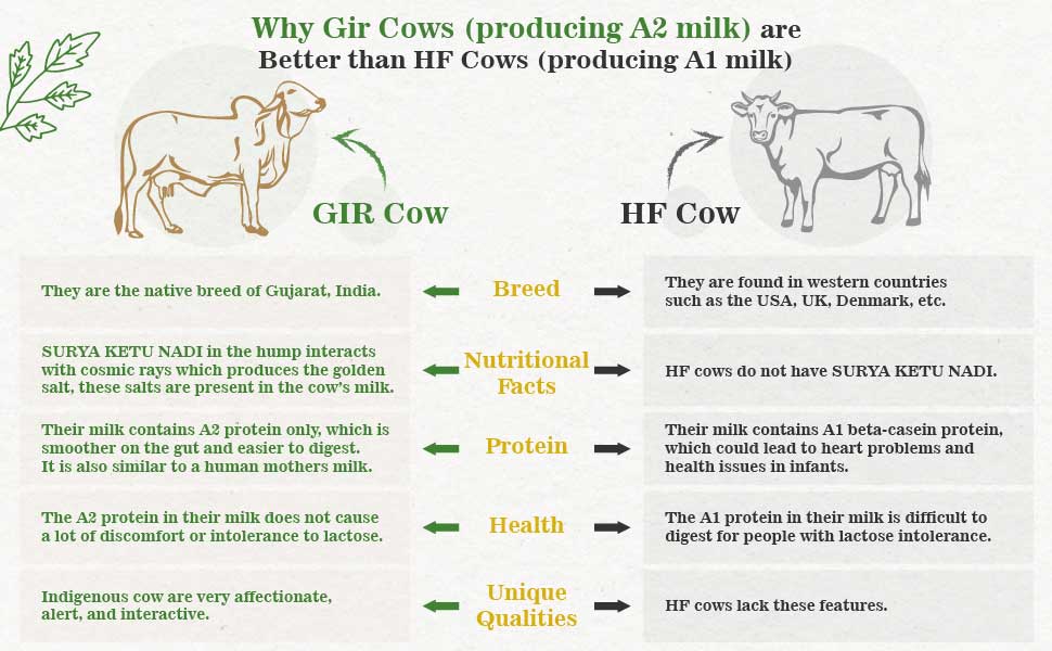 Gir cow vs hf cow which is better