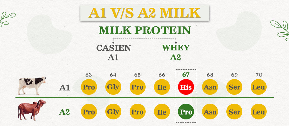 A1 VS A2 गाय दूध प्रथिने