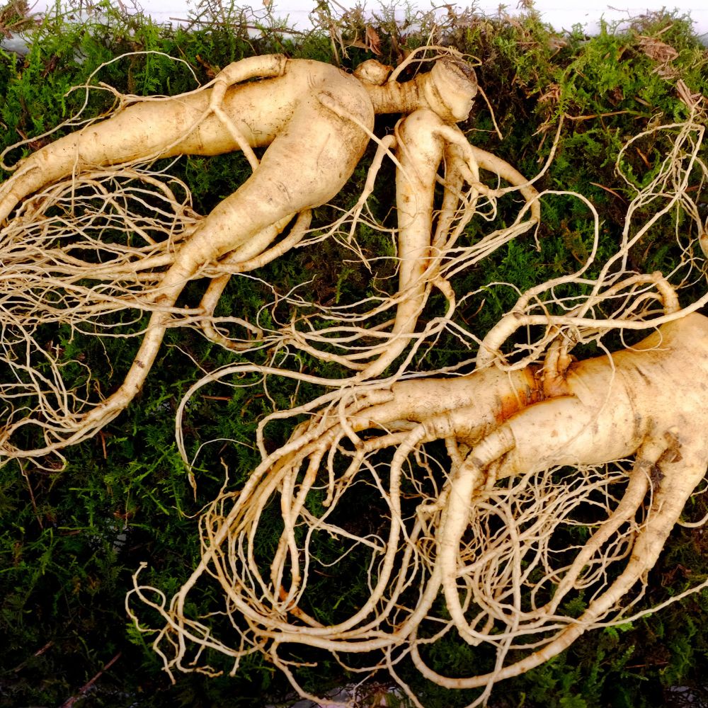 The Incredible Benefits of Korean Ginseng: Unveiling the Power of Panax Ginseng