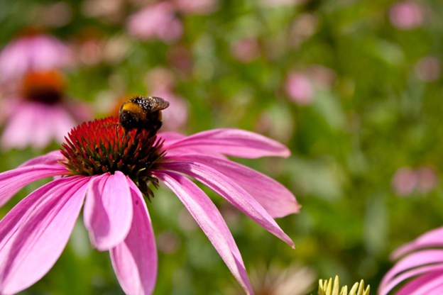 Echinacea