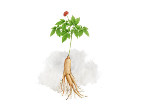 ilustration of korean red ginseng 