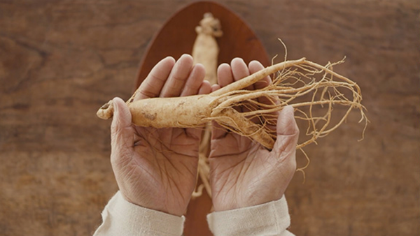 korean red ginseng on palm of hands