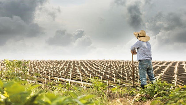 man looking at his farm land 