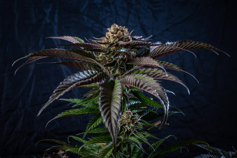 Storing Cannabis Marijuana