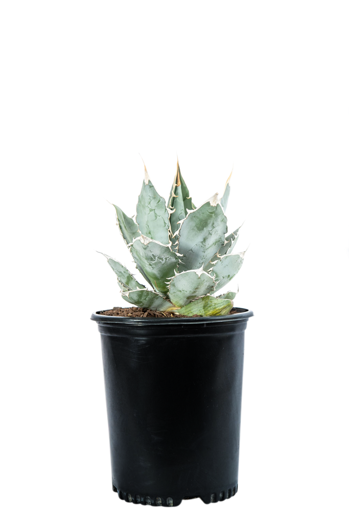 Agave titanota – Happy Valley Plants