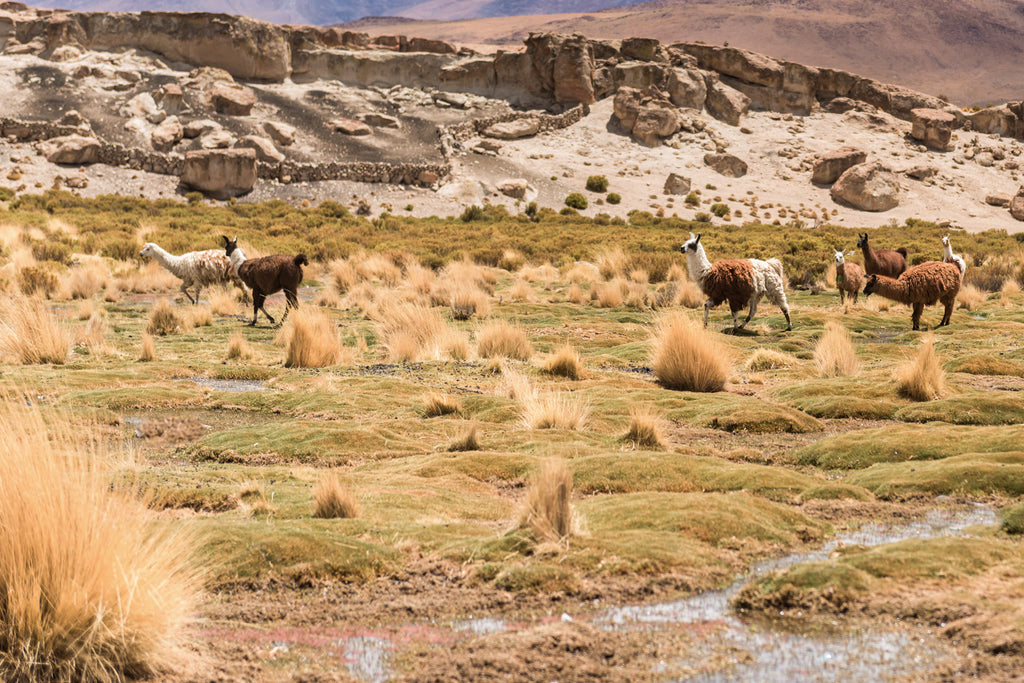 FUXBAU Alpakas in Peru