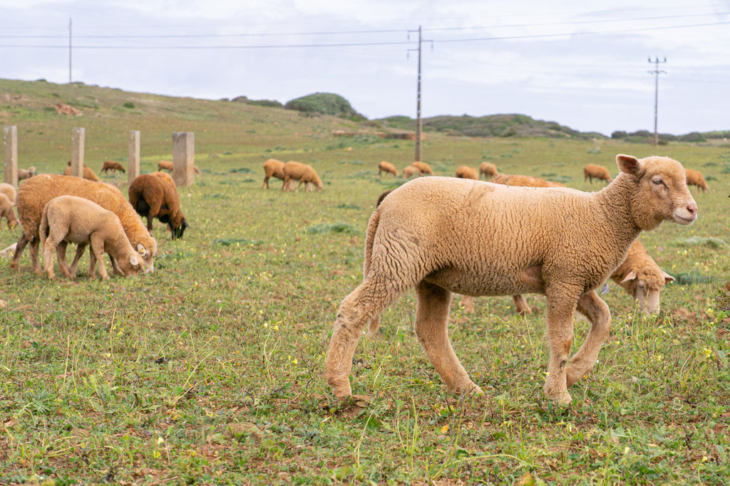 Schaferde in Portugal.