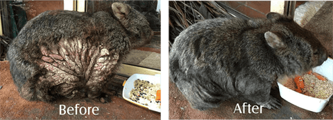 Wombat before and After - Mange