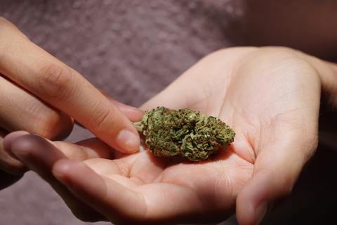 hand holding a weed bud