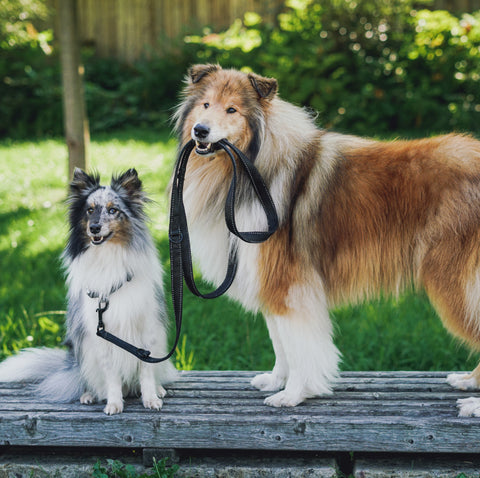 Zwei glückliche Hunde mit der richtigen Hundeleine von Rudelkönig