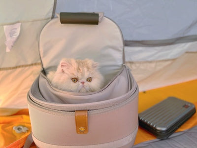 cute cat carrier with small fluffy cat inside