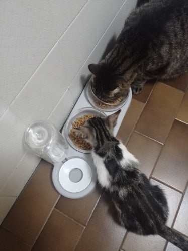 kitten bowl with water dispenser